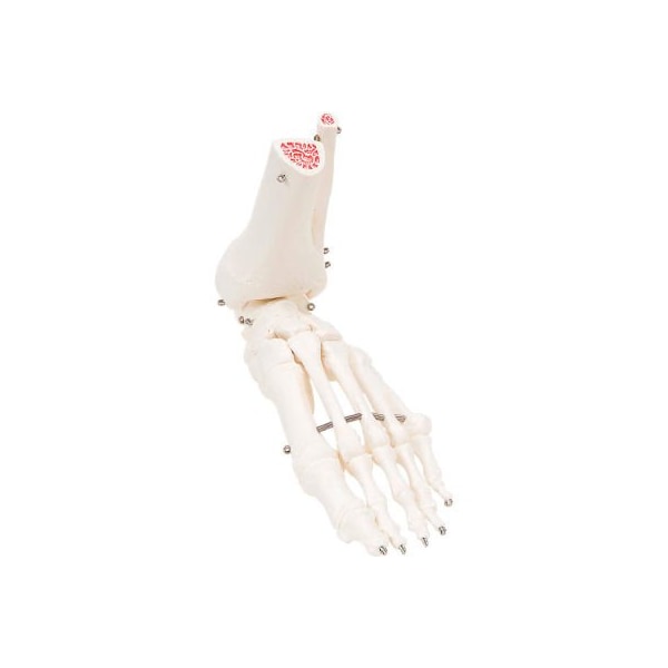 3B Anatomical Model - Loose Bones, Foot Skeleton with Ankle, Left